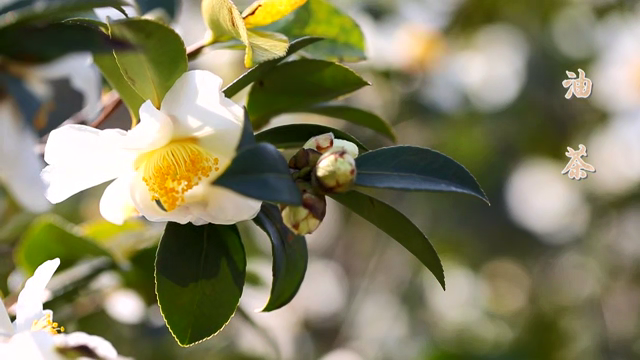 油茶来自大自然的呵护