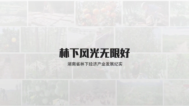 林下风光无限好