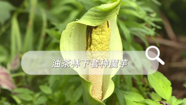 油茶林下套种魔芋